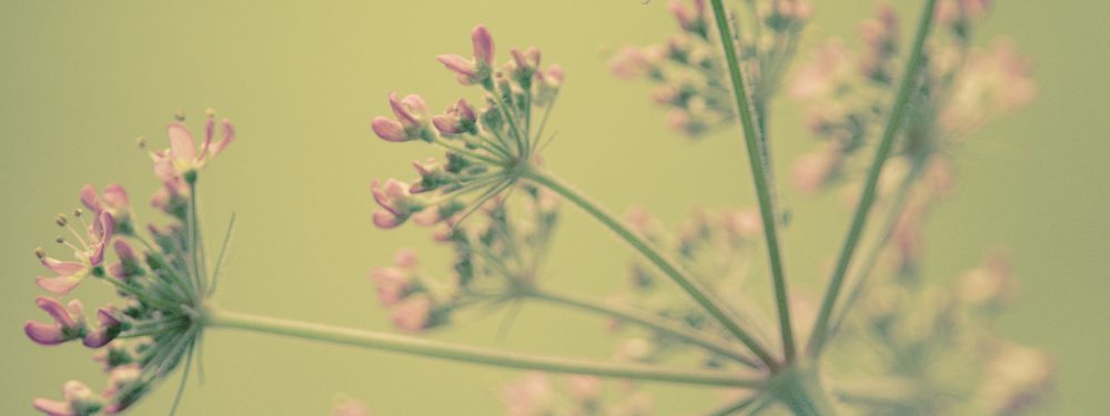 Close up of a flower