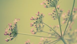 Close up of a heather, or similar