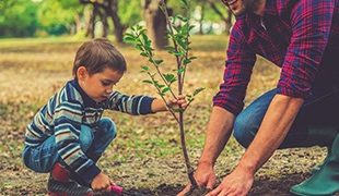 Young boy helping to plant a sapling tree with his father