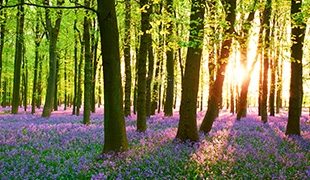 Woodland scene with bluebells on the woodland floor