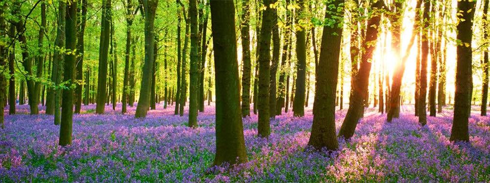 Woodland sceen with low light through the tree with bluebells on forest floor