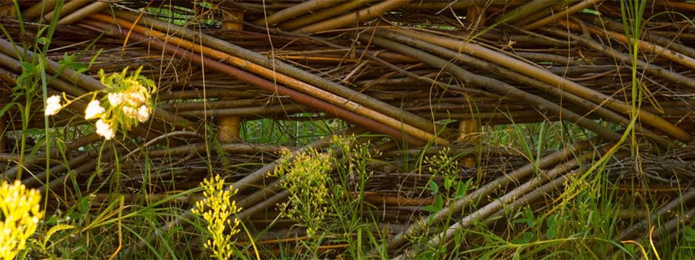 Close up of grasses and reeds