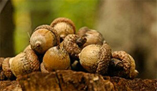A pile of acorns sat on top of a tree stump